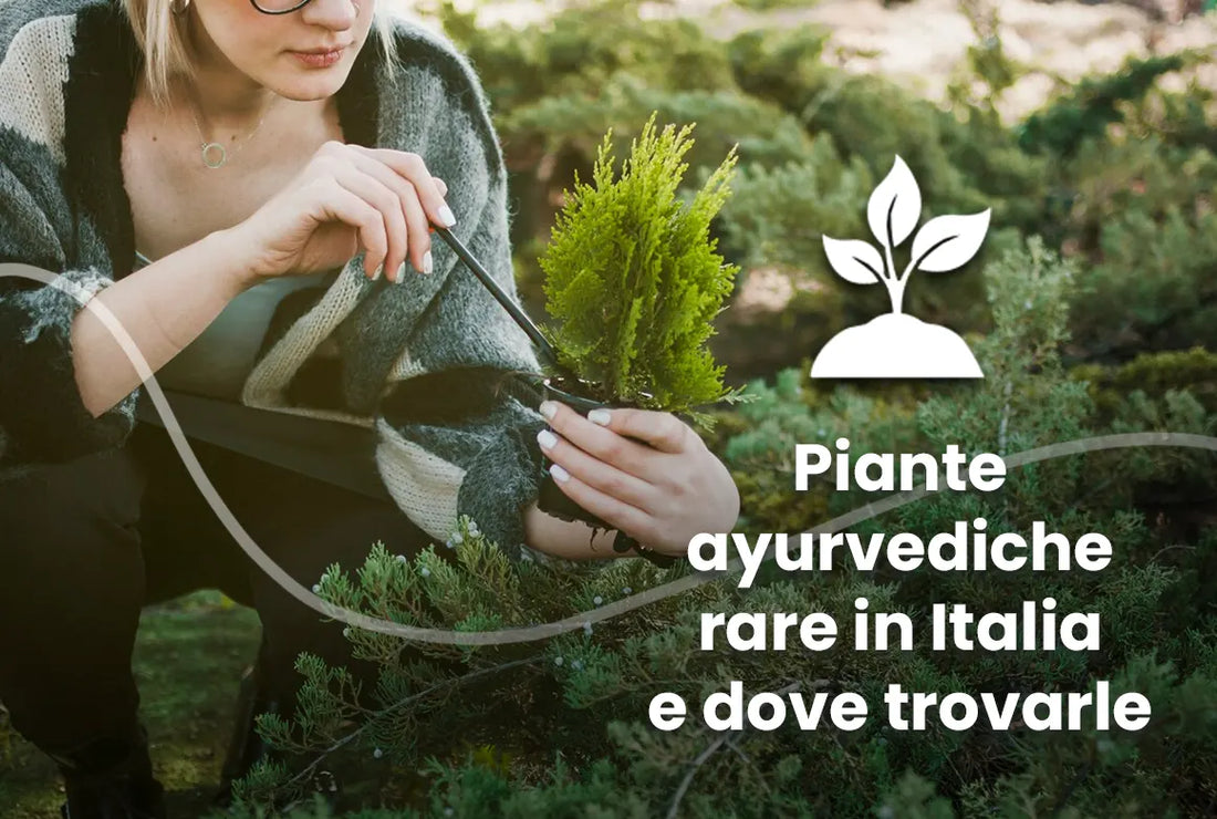 Italy's Viti Curative: Il Giloy, the Ayurvedic Miracle