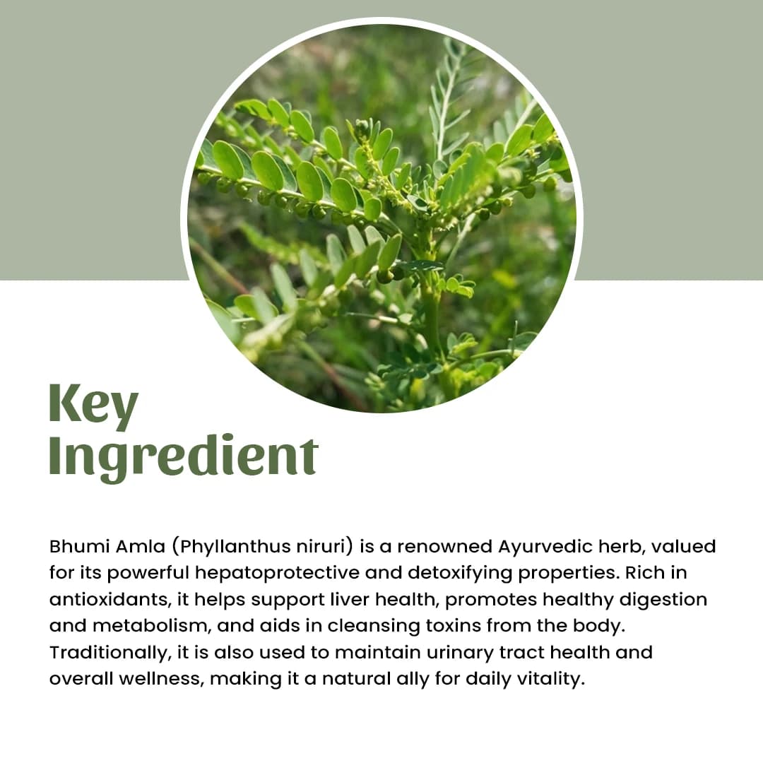 4 bhumi amla powder ingredient