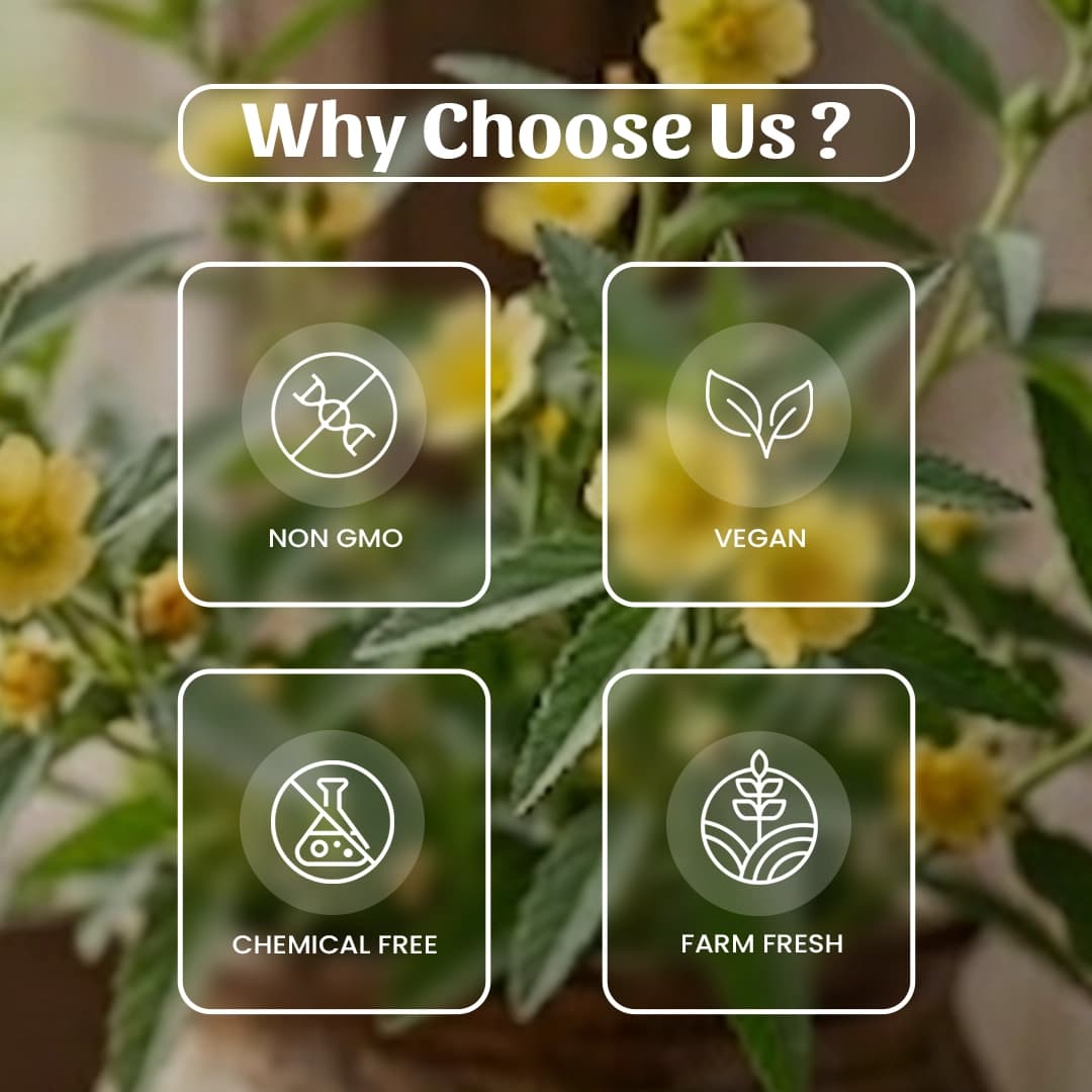 6 Bala Beej Powder Why Choose Us