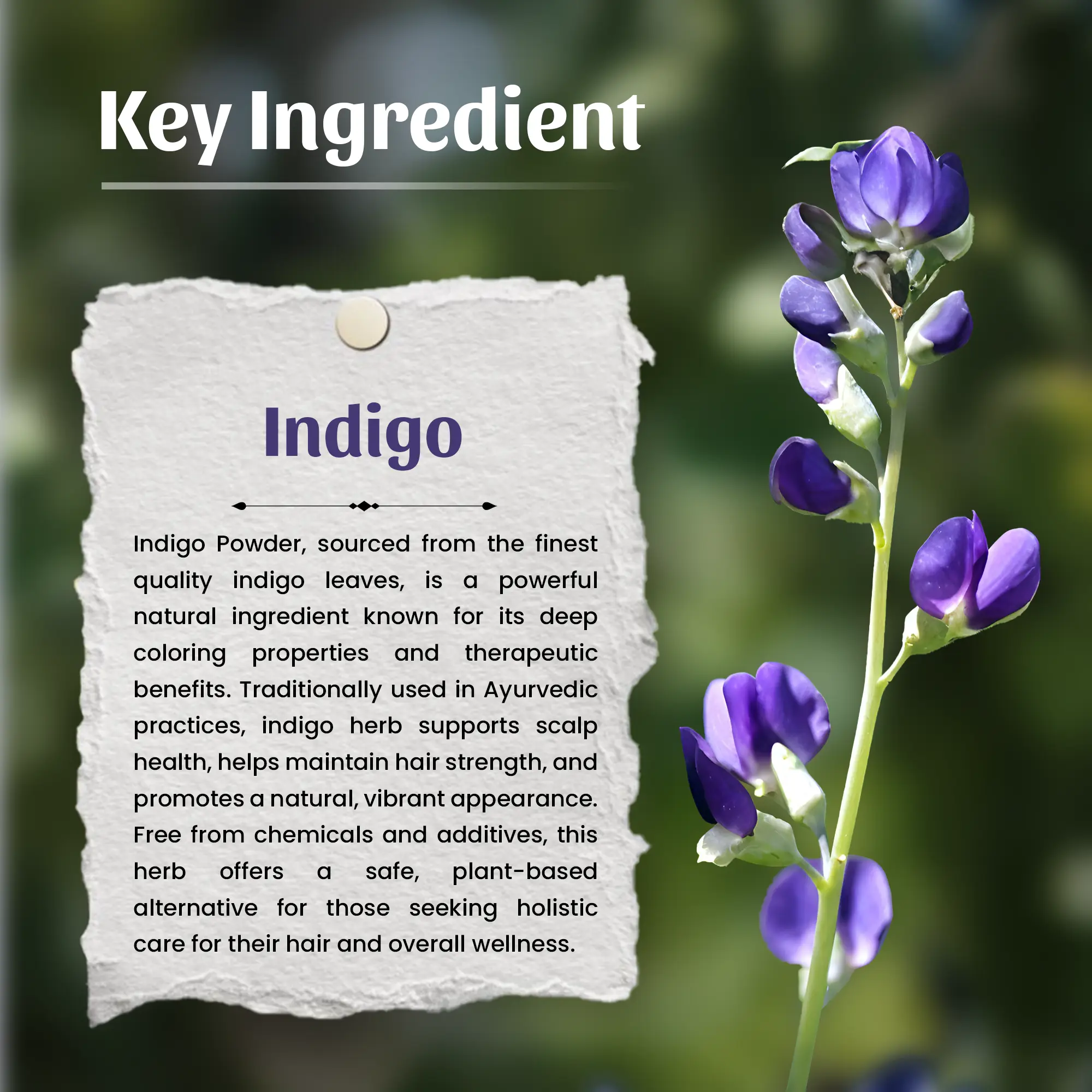 Neel Ayurvedics Indigo Powder 3
