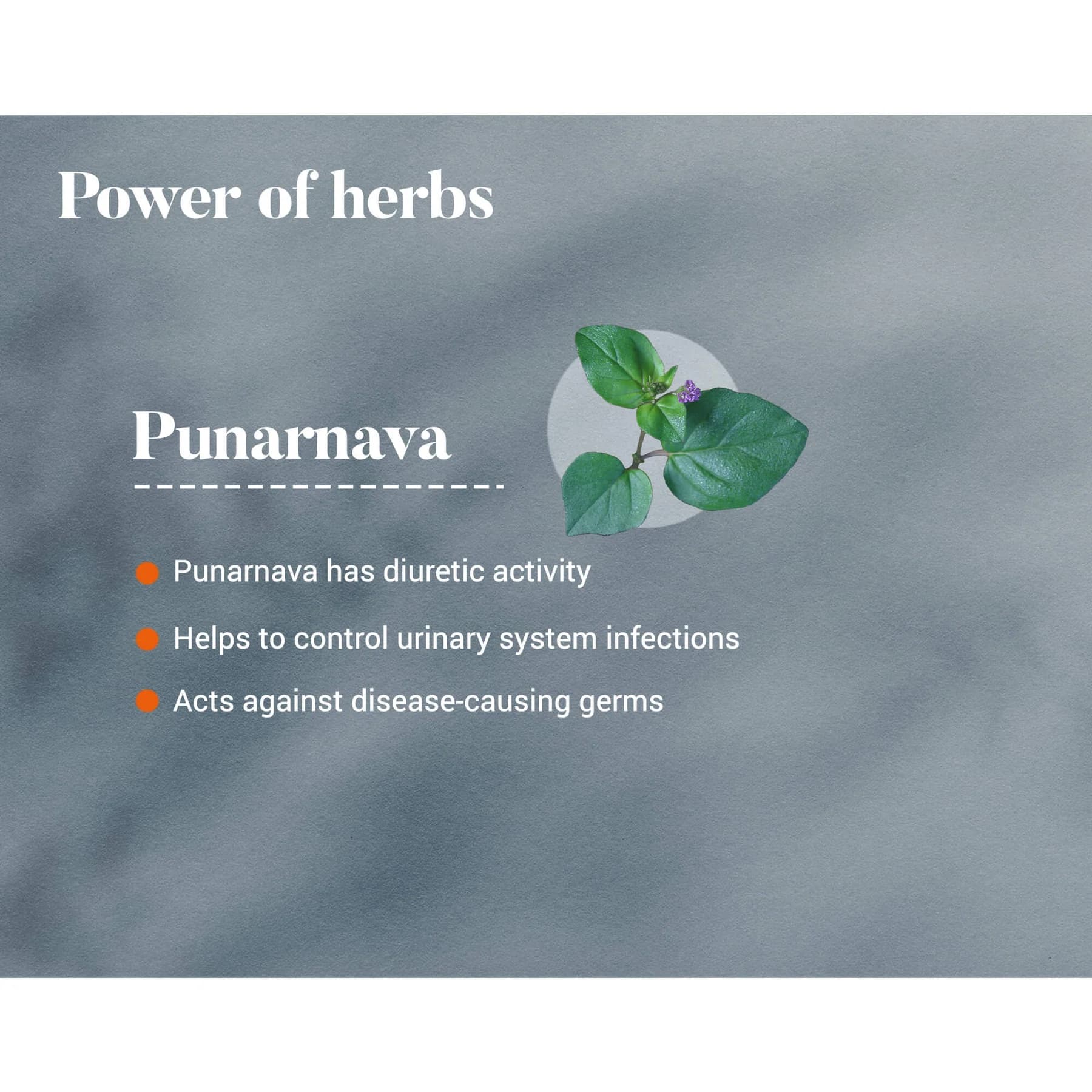 Punarnava3_1800x1800.webp