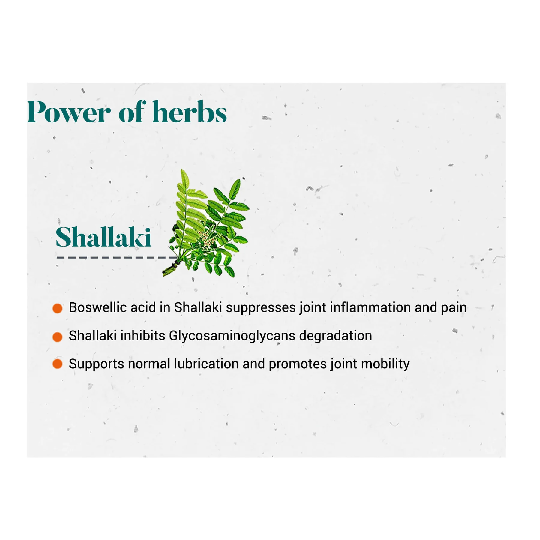 Shallaki3_1800x1800.webp