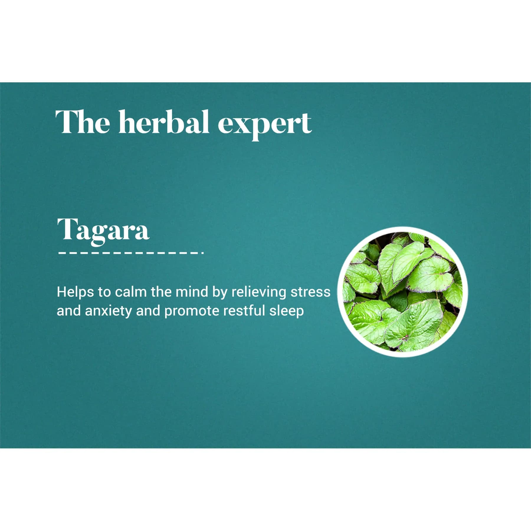 Tagara3_1800x1800.webp