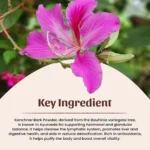 1 Kanchnar Bark Powder Mockup