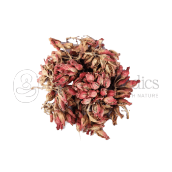 Neel Ayurvedics Dhataki | Fiore di Dhavdi | Woodfordia fruticosa - 250 GM