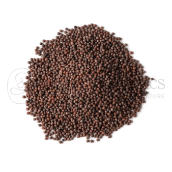 Neel Ayurvedics Sarsav Beej | Semi di Senape | Sarso Beej | Rhamphospermum nigrum |etox naturale - 250 GM